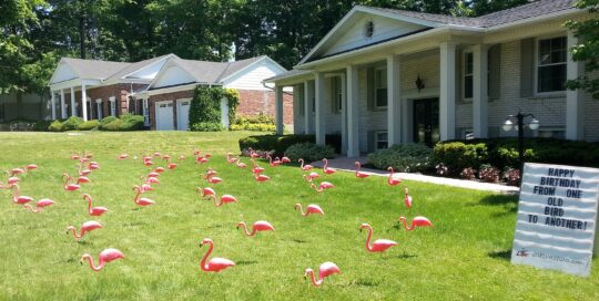 flamingoes-2
