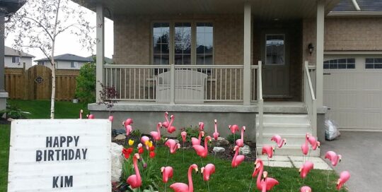 flamingoes-1